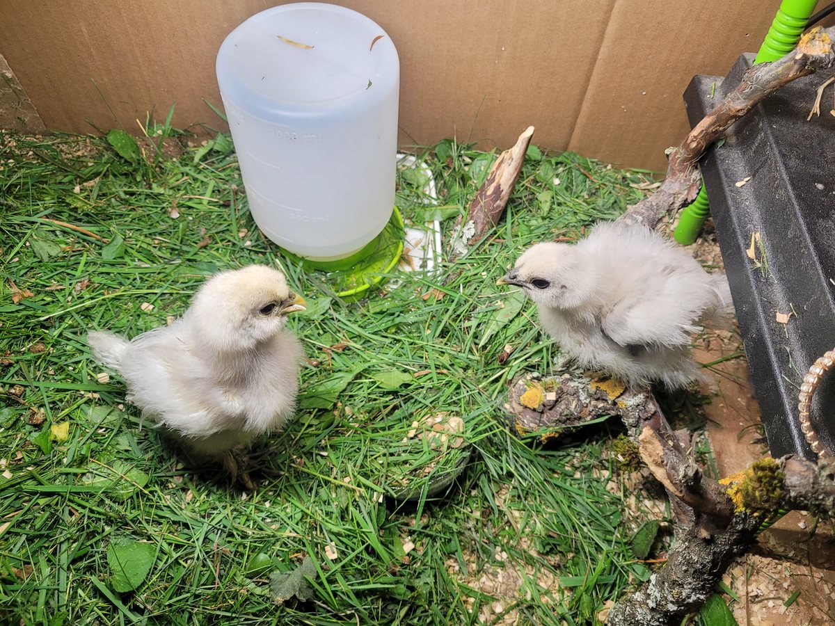Chickuman Bild 2